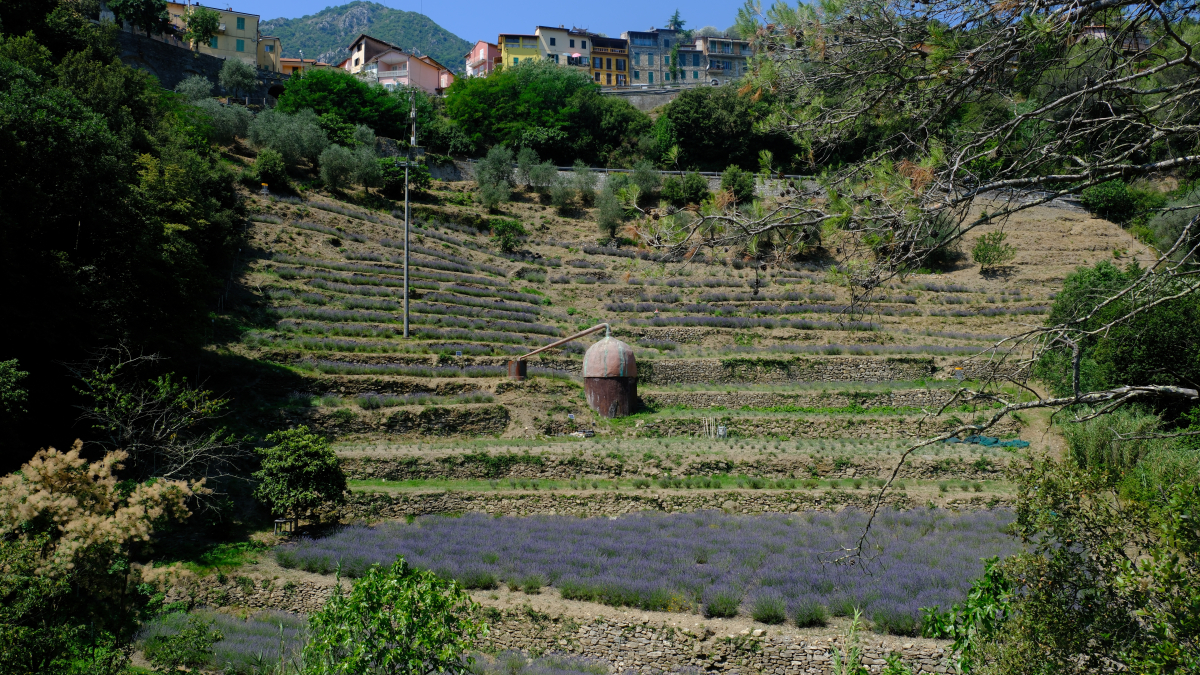 Lavender in Olivetta San Michele